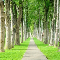 Tranh Dán Tường Phong Cảnh Thiên Nhiên Tiến Phát Decor Pctp26 Tranh Dán Tường Phong Cảnh Thiên Nhiên Tiến Phát Decor Pctp26