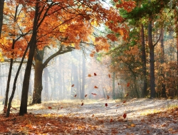 Tranh Dán Tường Phong Cảnh Thiên Nhiên Tiến Phát Decor Pctp30 Tranh Dán Tường Phong Cảnh Thiên Nhiên Tiến Phát Decor Pctp30