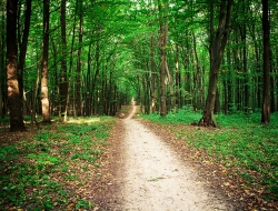 Tranh Dán Tường Phong Cảnh Thiên Nhiên Tiến Phát Decor Pctp36 Tranh Dán Tường Phong Cảnh Thiên Nhiên Tiến Phát Decor Pctp36