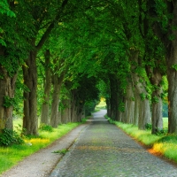  Tranh Dán Tường Phong Cảnh Thiên Nhiên Tiến Phát Decor Pctp42