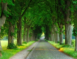 Tranh Dán Tường Phong Cảnh Thiên Nhiên Tiến Phát Decor Pctp42 Tranh Dán Tường Phong Cảnh Thiên Nhiên Tiến Phát Decor Pctp42