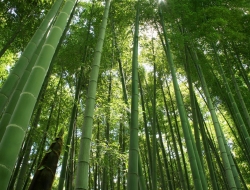 Tranh Dán Tường Phong Cảnh Thiên Nhiên Tiến Phát Decor Pctp43 Tranh Dán Tường Phong Cảnh Thiên Nhiên Tiến Phát Decor Pctp43