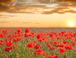 Tranh Dán Tường Phong Cảnh Thiên Nhiên Tiến Phát Decor Pctp46 Tranh Dán Tường Phong Cảnh Thiên Nhiên Tiến Phát Decor Pctp46