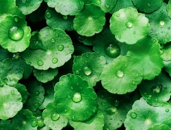 Tranh Dán Tường Phòng Khách PK477