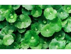 Tranh Dán Tường Phòng Khách PK477