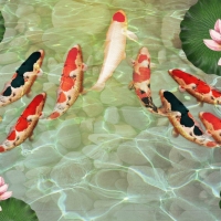 Tranh Dán Tường 3D Phong Thủy Tiến Phát Pttp38 Tranh Dán Tường 3D Phong Thủy Tiến Phát Pttp38