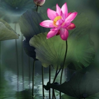 Tranh Dán Tường 3D Phong Thủy Tiến Phát Pttp114