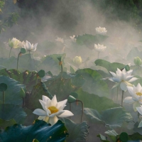 Tranh Dán Tường 3D Phong Thủy Tiến Phát Pttp115 Tranh Dán Tường 3D Phong Thủy Tiến Phát Pttp115