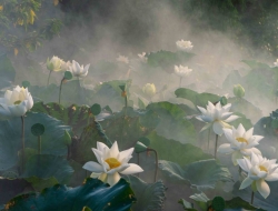 Tranh Dán Tường 3D Phong Thủy Tiến Phát Pttp115