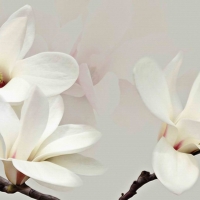 Tranh Dán Tường 3D Phong Thủy Tiến Phát Pttp117 Tranh Dán Tường 3D Phong Thủy Tiến Phát Pttp117