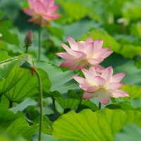 Tranh Dán Tường 3D Phong Thủy Tiến Phát Pttp120