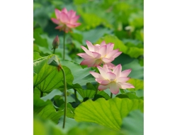 Tranh Dán Tường 3D Phong Thủy Tiến Phát Pttp120