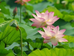 Tranh Dán Tường 3D Phong Thủy Tiến Phát Pttp120