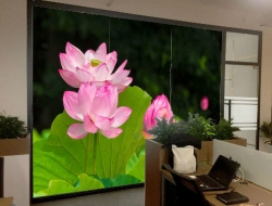 Tranh Dán Tường Phong Thủy PT50 Tranh Dán Tường Phong Thủy PT50