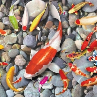 Tranh Dán Tường Phong Thủy PT30