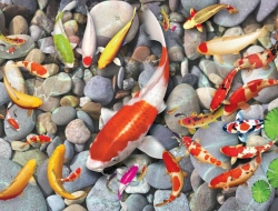 Tranh Dán Tường Phong Thủy PT30 Tranh Dán Tường Phong Thủy PT30