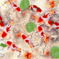 Tranh Dán Tường Phong Thủy PT35 Tranh Dán Tường Phong Thủy PT35