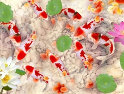 Tranh Dán Tường Phong Thủy PT35 Tranh Dán Tường Phong Thủy PT35