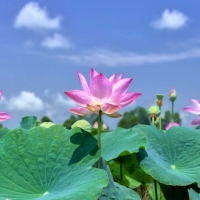 Tranh Dán Tường Phong Thủy PT38 Tranh Dán Tường Phong Thủy PT38