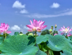 Tranh Dán Tường Phong Thủy PT38 Tranh Dán Tường Phong Thủy PT38