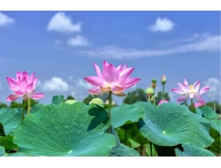 Tranh Dán Tường Phong Thủy PT38 Tranh Dán Tường Phong Thủy PT38