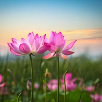 Tranh Dán Tường Phong Thủy PT40