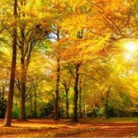 Tranh Dán Tường Siêu Ngang SN01 Tranh Dán Tường Siêu Ngang SN01