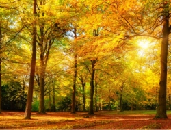  Tranh Dán Tường Siêu Ngang SN01