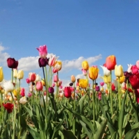  Tranh Dán Tường Siêu Ngang SN04