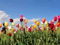  Tranh Dán Tường Siêu Ngang SN04