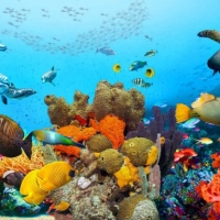 Tranh Dán Tường Siêu Ngang SN24 Tranh Dán Tường Siêu Ngang SN24