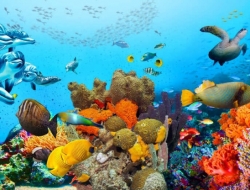  Tranh Dán Tường Siêu Ngang SN24