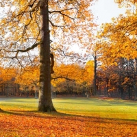 Tranh Dán Tường Siêu Ngang SN41 Tranh Dán Tường Siêu Ngang SN41