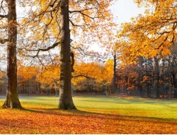  Tranh Dán Tường Siêu Ngang SN41