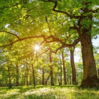 Tranh Dán Tường Siêu Ngang SN45 Tranh Dán Tường Siêu Ngang SN45