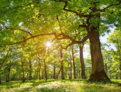  Tranh Dán Tường Siêu Ngang SN45